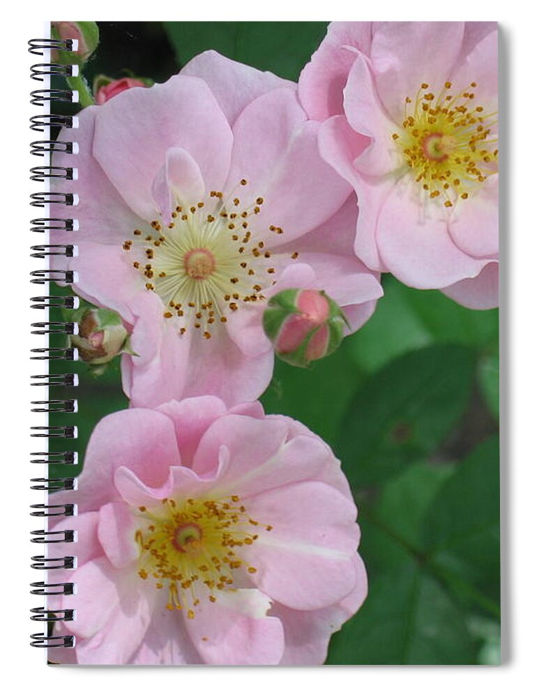 Knockout Roses Spiral Notebook featuring the photograph Pink roses by HEVi FineArt