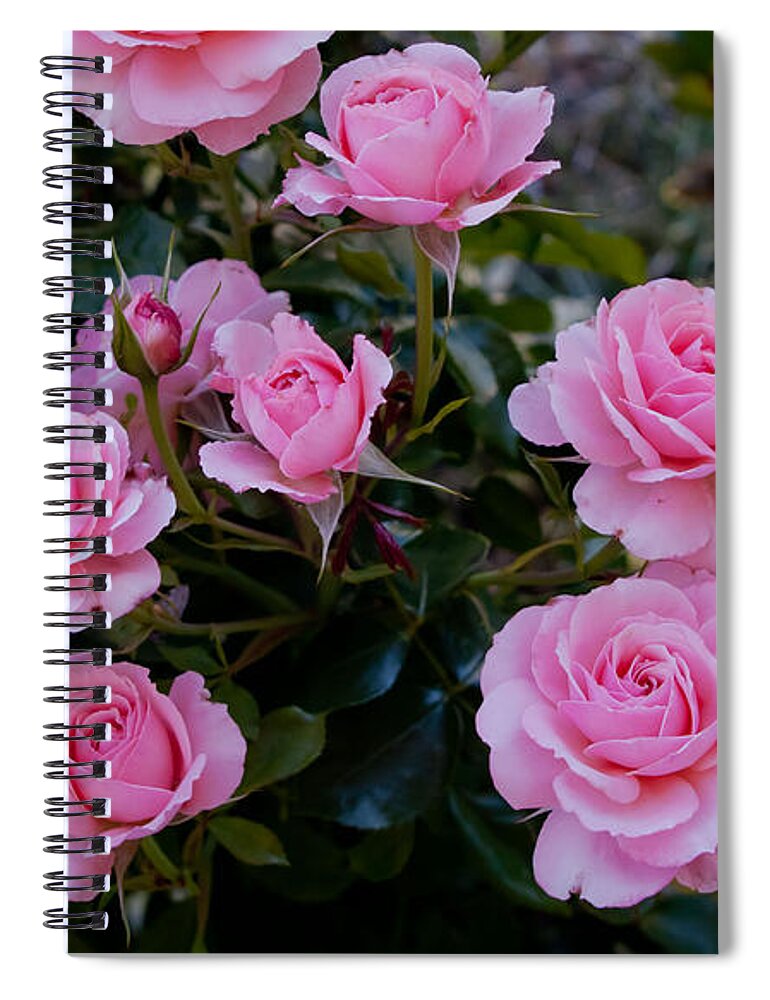 Roses Spiral Notebook featuring the photograph Pink Roses in the Garden by Vanessa Thomas