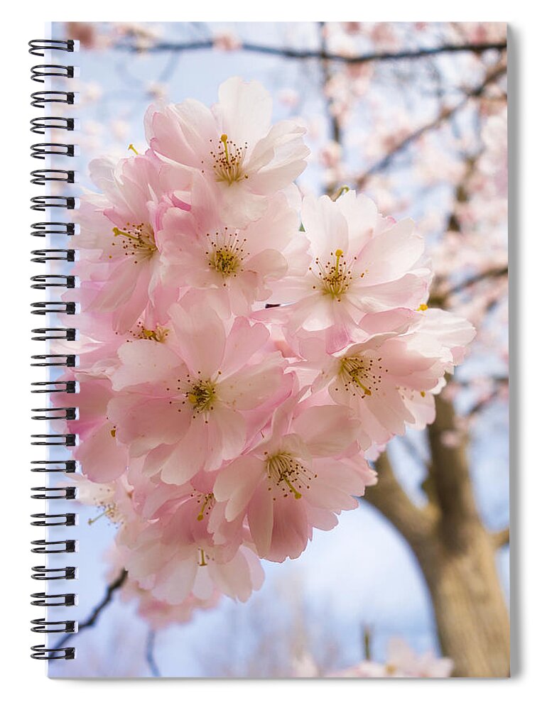 Pink Spiral Notebook featuring the photograph Pink spring blossom light blue sky by Matthias Hauser