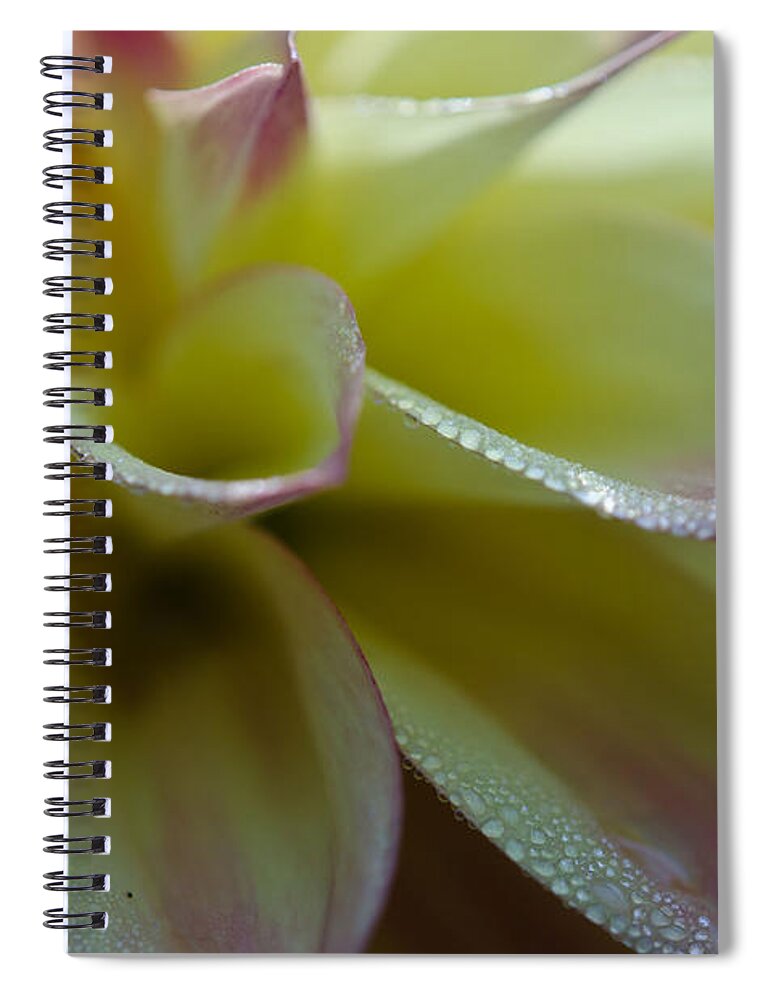 Dahlia Spiral Notebook featuring the photograph Pink Water Dahlia by Kathy Paynter