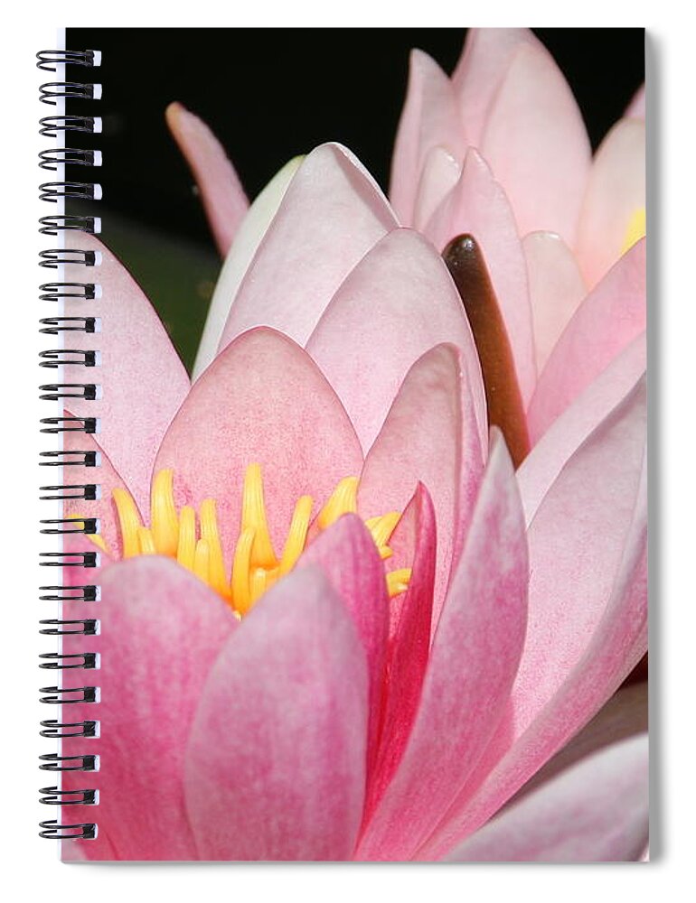 Lilies Spiral Notebook featuring the photograph Pink Water Lily by Amanda Mohler