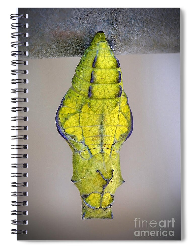 Butterfly Spiral Notebook featuring the photograph Pipevine Swallowtail Butterfly Crystalis by Kathy Baccari