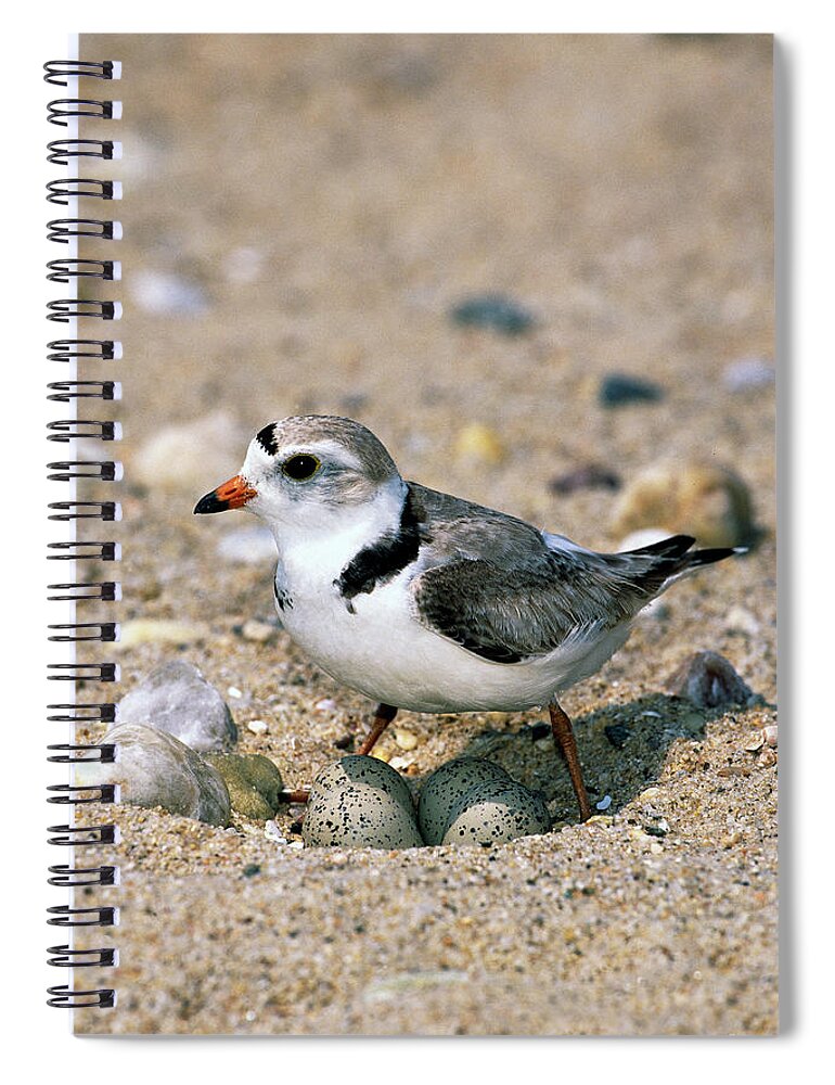 00220028 Spiral Notebook featuring the photograph Piping Plover Sitting on Eggs by Tom Vezo