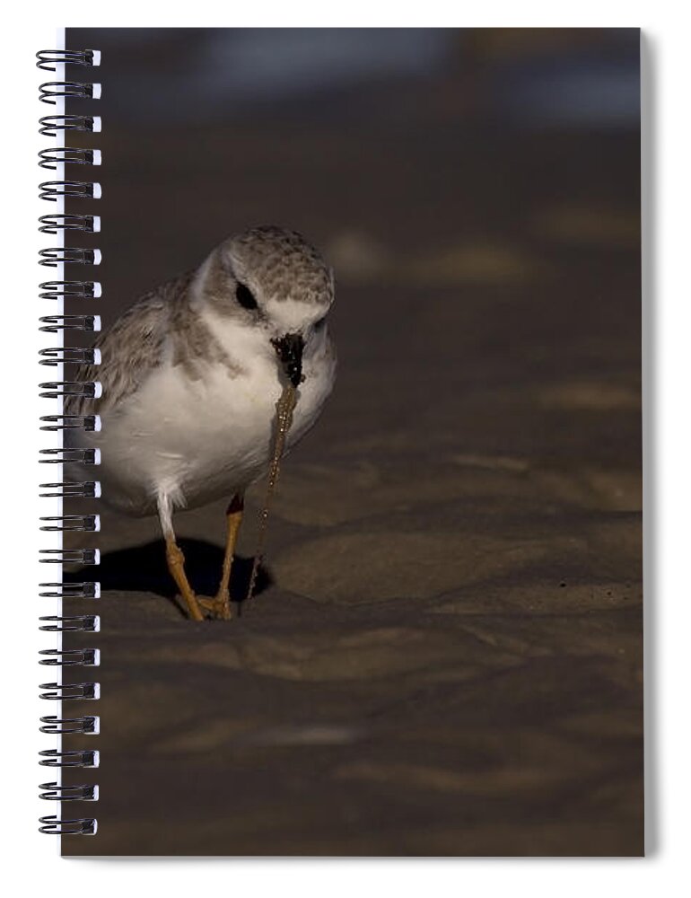 Bunche Beach Spiral Notebook featuring the photograph Piping Plover Photo by Meg Rousher