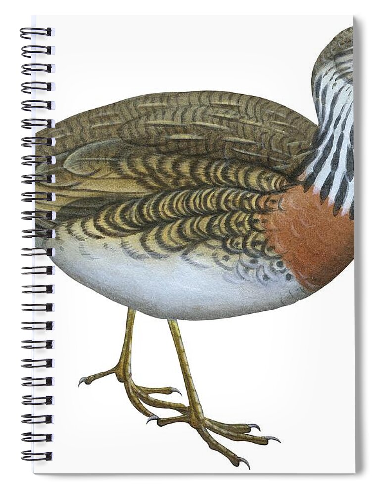 No People; Horizontal; Side View; Full Length; White Background; Standing; One Animal; Animal Themes; Nature; Wildlife; Beauty In Nature; Illustration And Painting; Plains Wanderer; Pedionomus Torquatus Spiral Notebook featuring the drawing Plains wanderer by Anonymous