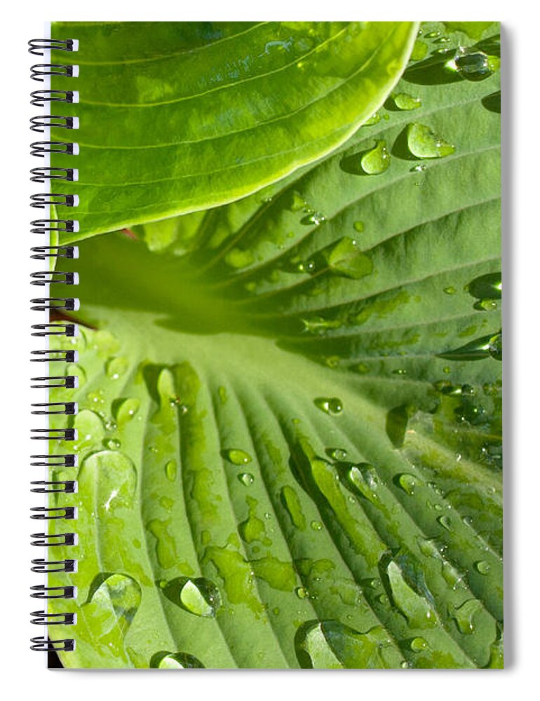 Plantain Lily Spiral Notebook featuring the photograph Plantain Lily by John Magyar Photography
