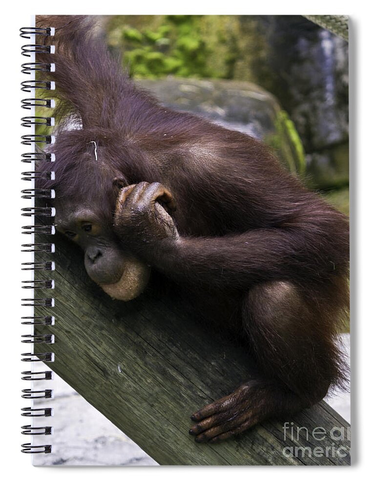 Chimpanzee Spiral Notebook featuring the photograph Play Day by Ken Frischkorn