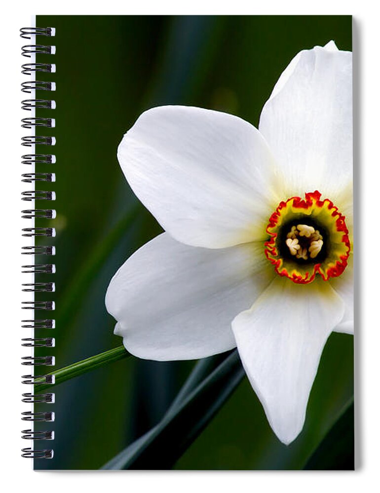 Poet's Daffodil Spiral Notebook featuring the photograph Poet's Daffodil by Torbjorn Swenelius