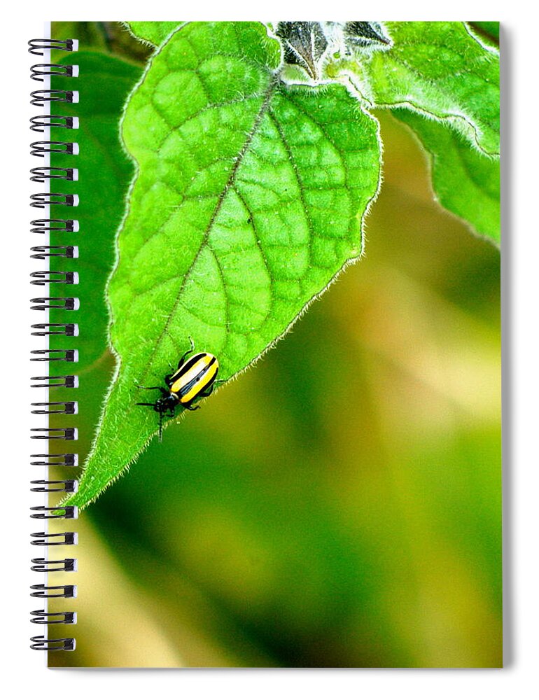 Bettle Spiral Notebook featuring the photograph Poha Berry Beetle by Lehua Pekelo-Stearns
