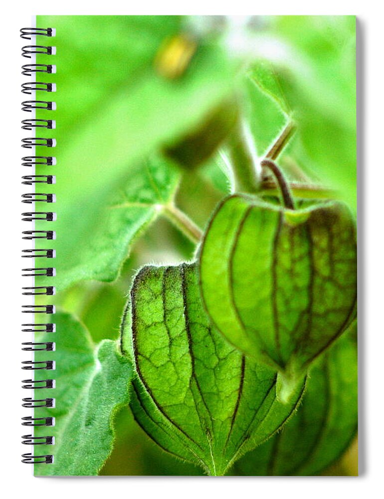 Cape Gooseberry Spiral Notebook featuring the photograph Poha Berry Lanterns by Lehua Pekelo-Stearns