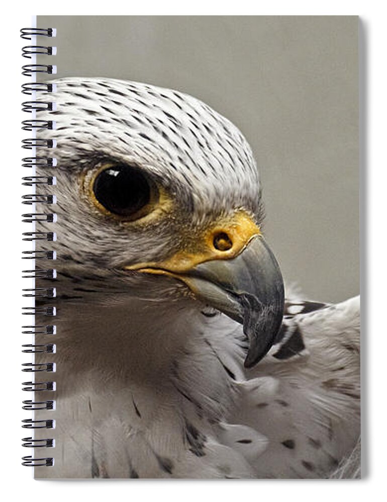 Point Defiance Gryfalcon Spiral Notebook featuring the photograph Point Defiance Gryfalcon by Wes and Dotty Weber