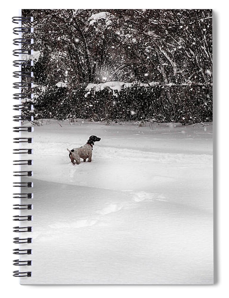 Dog Spiral Notebook featuring the photograph Pointer in the Storm by Phil Abrams