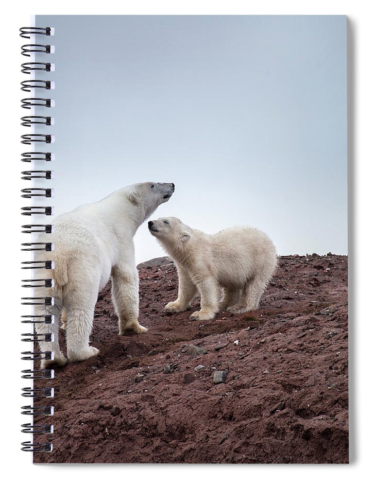 Bear Cub Spiral Notebook featuring the photograph Polar Bear - Mother And Cub by Arctic-images