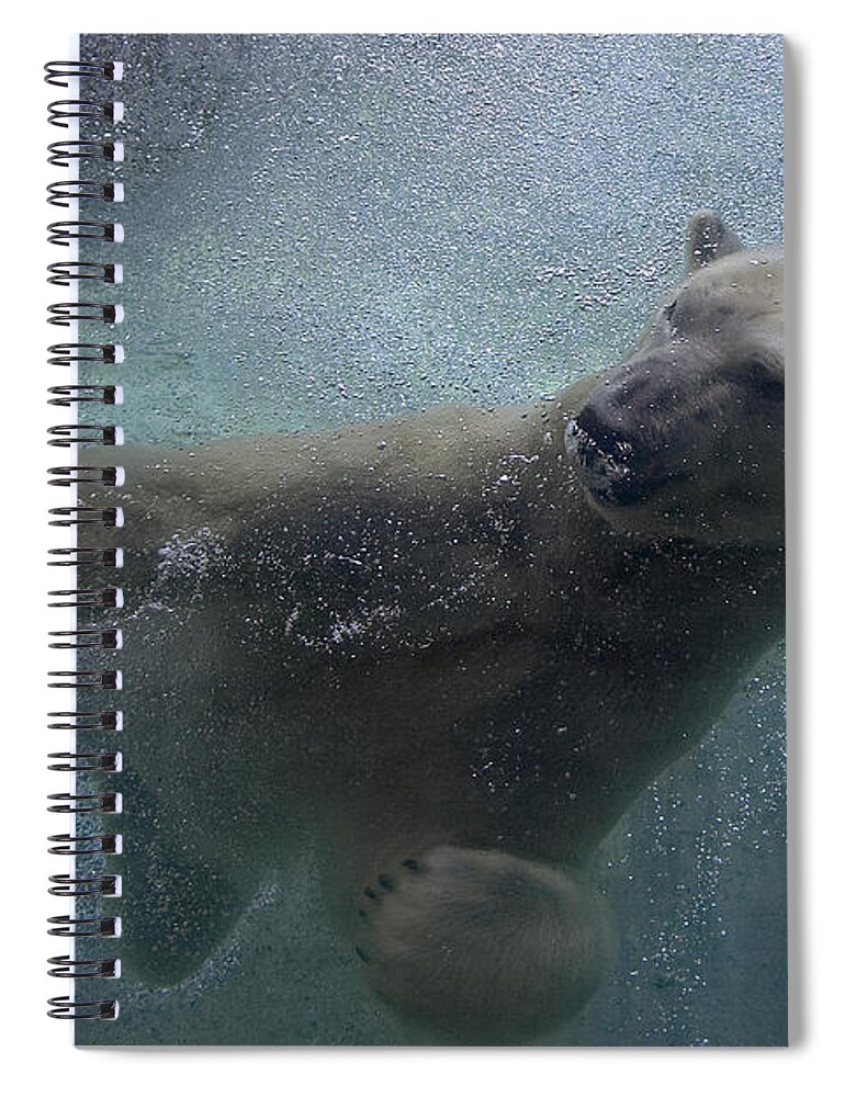 Feb0514 Spiral Notebook featuring the photograph Polar Bear Swimming Underwater by San Diego Zoo