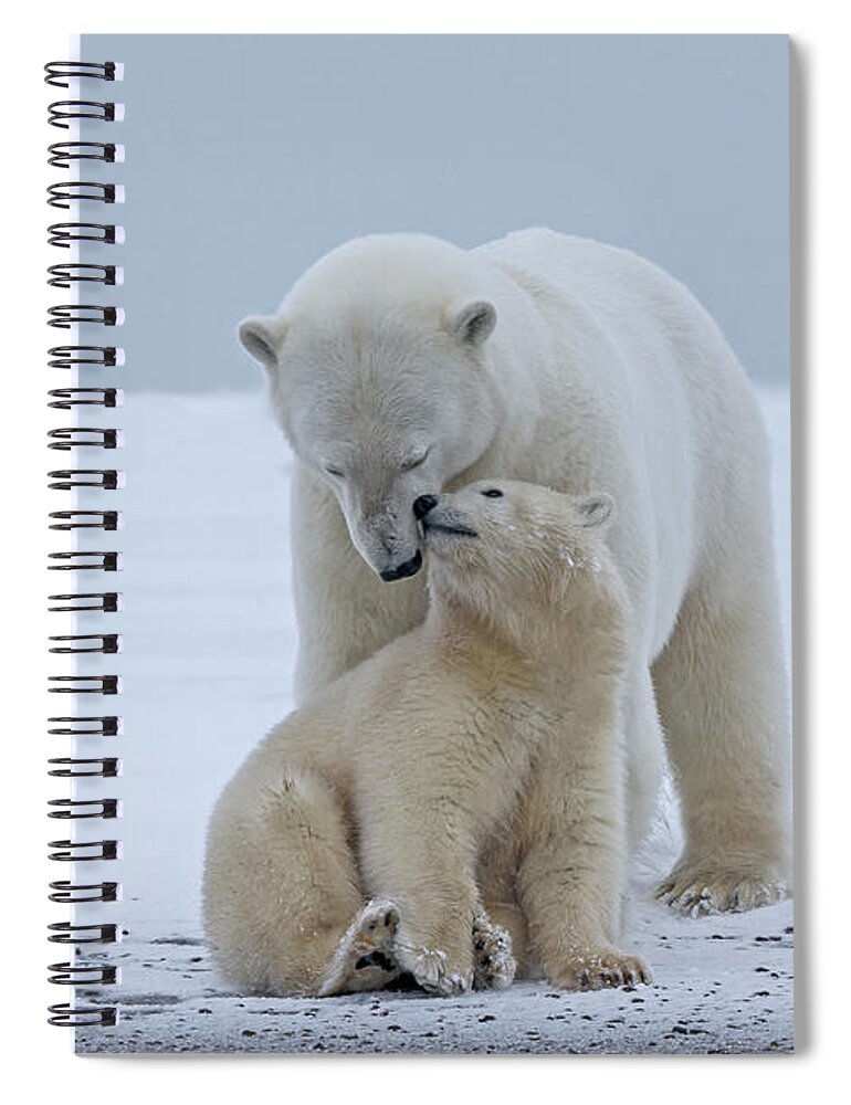 Bear Cub Spiral Notebook featuring the photograph Polar Bear by Sylvain Cordier