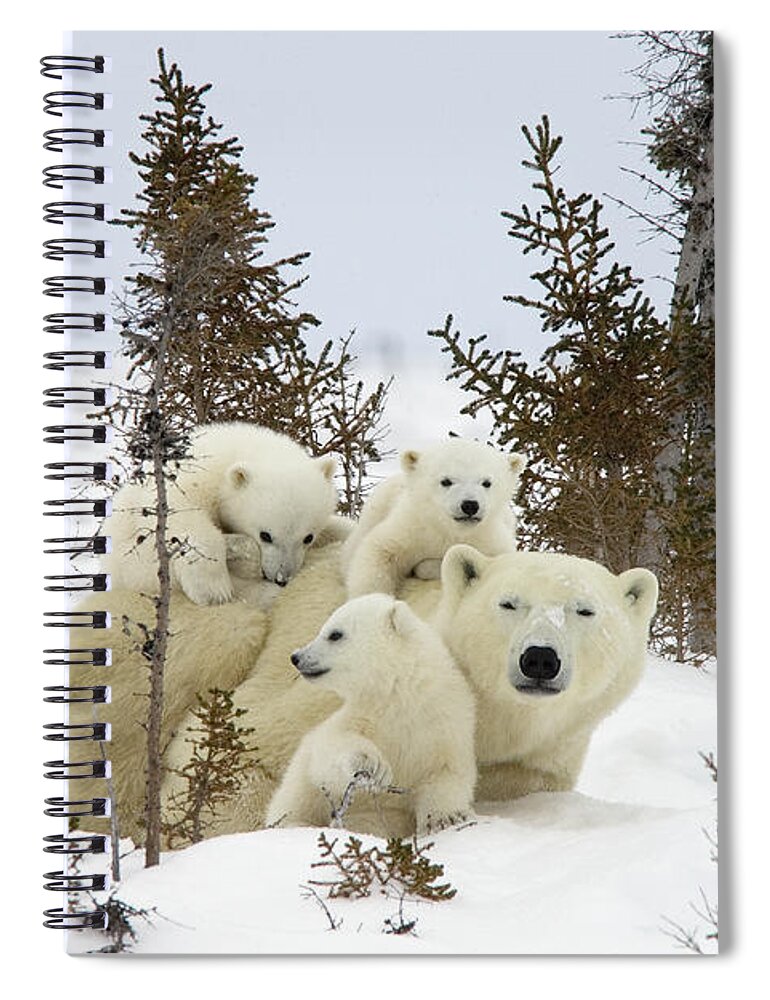 00601007 Spiral Notebook featuring the photograph Polar Bear Ursus Maritimus Mother and Cubs by Matthias Breiter