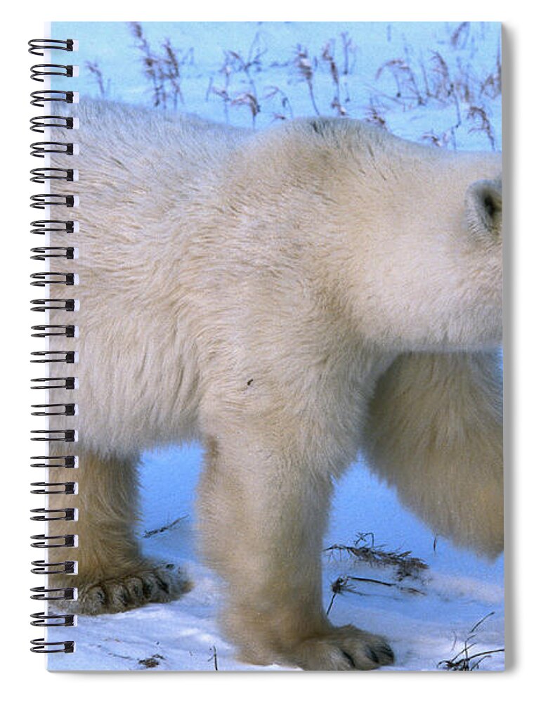Snow Spiral Notebook featuring the photograph Polar Bear Ursus Maritimus Walking by Mark Newman