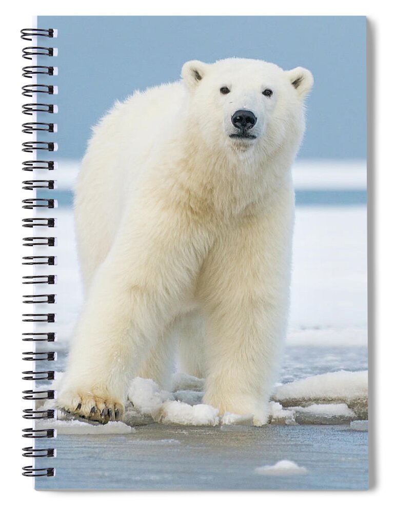 Bear Cub Spiral Notebook featuring the photograph Polar_bear_6 by Dawn Wilson Photography