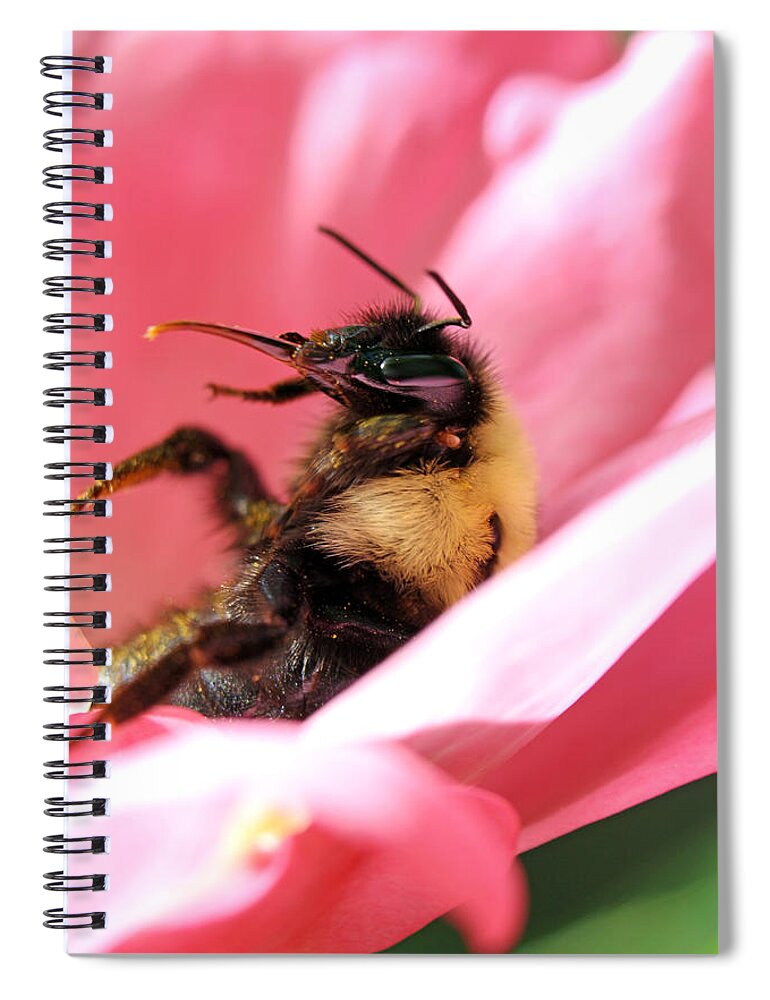 Insects Spiral Notebook featuring the photograph 'Pollen High' by Jennifer Robin