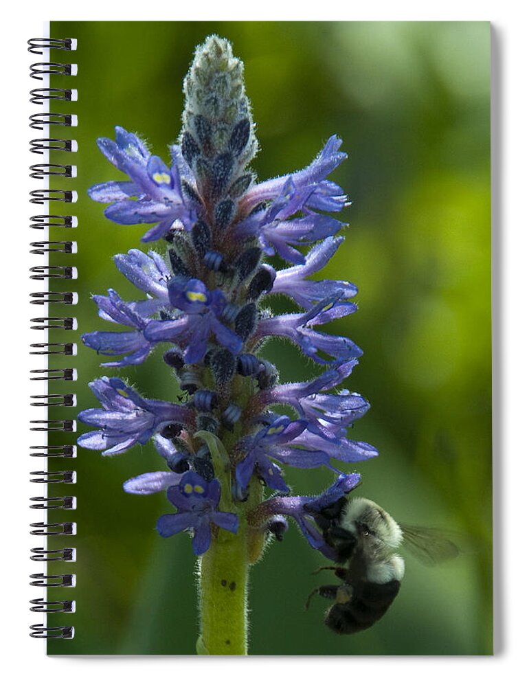 Photography Spiral Notebook featuring the photograph Pollination by Steven Natanson