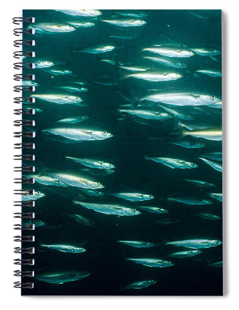 Animal Spiral Notebook featuring the photograph Pollock by Andrew J. Martinez