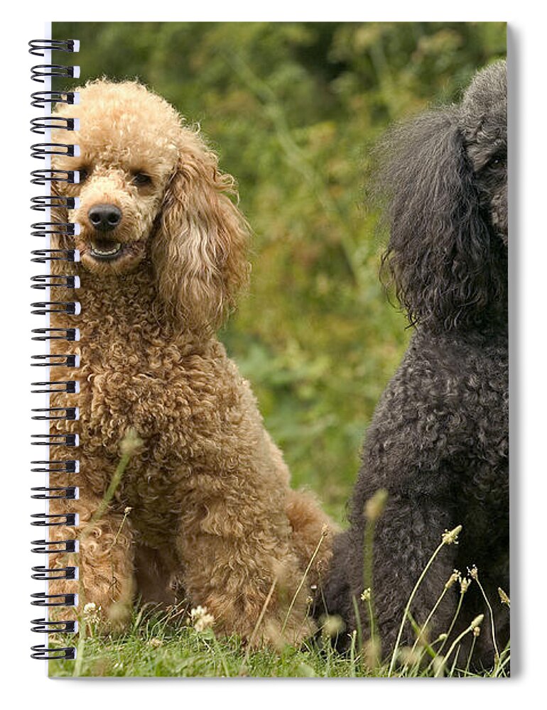 Poodle Spiral Notebook featuring the photograph Poodle Dogs by Jean-Michel Labat