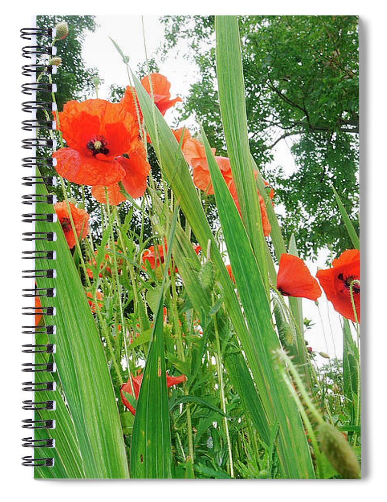 Scenics Spiral Notebook featuring the photograph Poppies In A Field by Leverstock