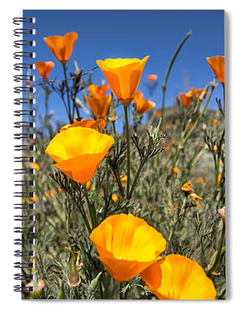 Los Osos Spiral Notebook featuring the photograph Poppy Pano by Timothy Hacker
