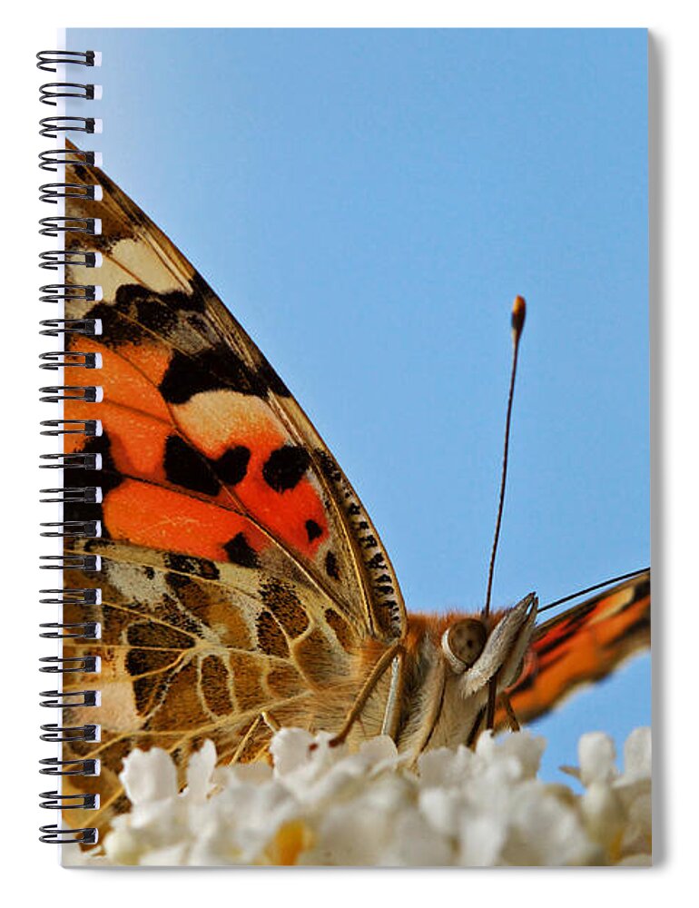 Portrait Spiral Notebook featuring the photograph Portrait of a butterfly by Nick Biemans