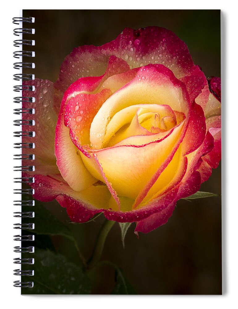 Single Rose Spiral Notebook featuring the photograph Portrait of a Double Delight Rose by Jean Noren