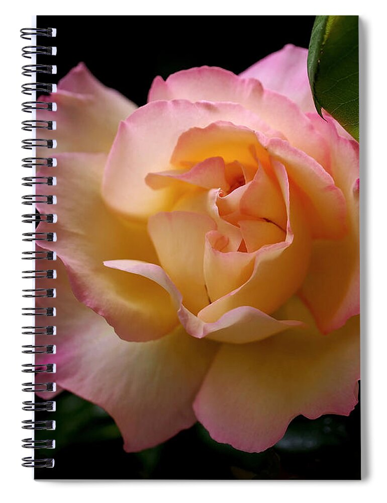 Rose Spiral Notebook featuring the photograph Portrait of a Rose by Rona Black