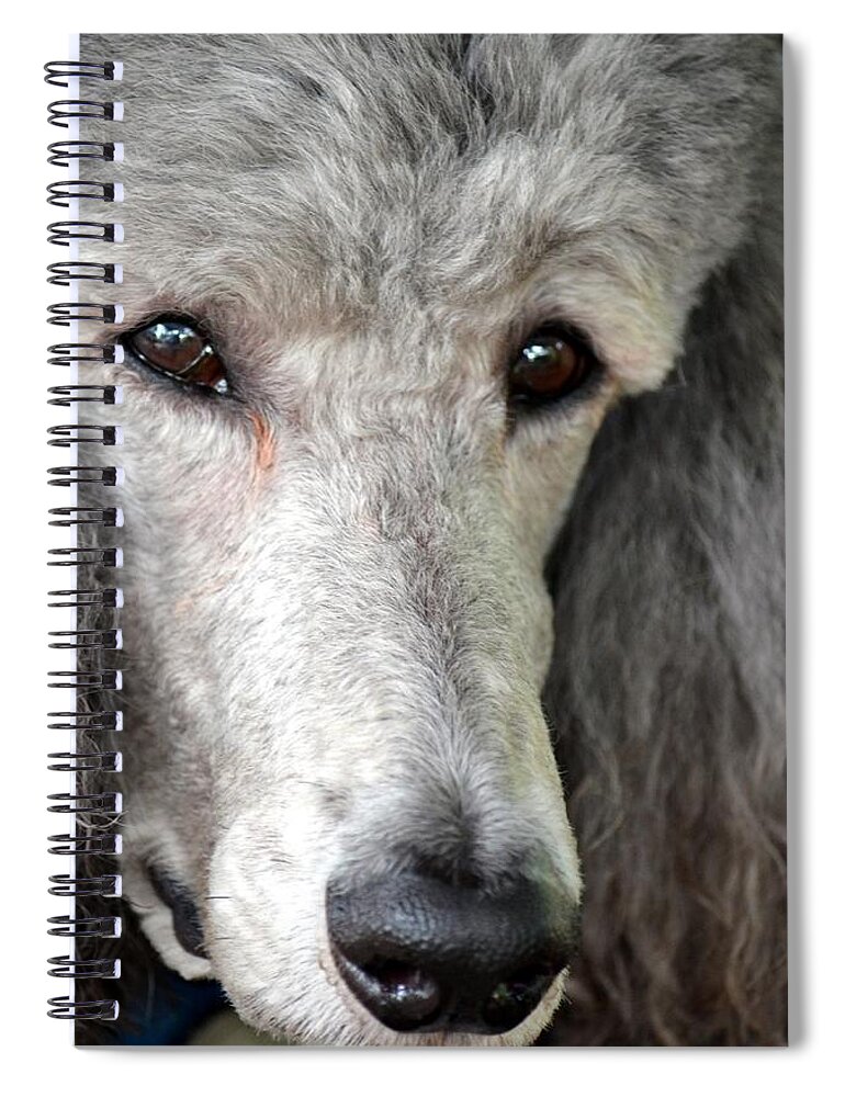 Portrait Spiral Notebook featuring the photograph Portrait of a Silver Poodle by Maria Urso