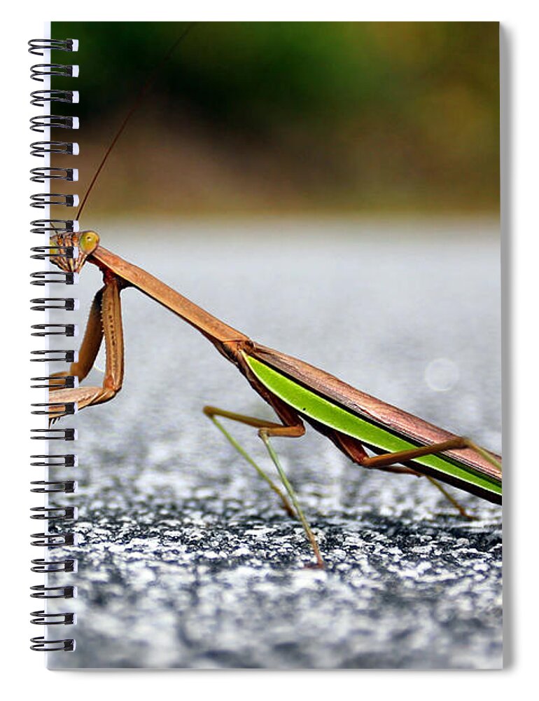 Insects Spiral Notebook featuring the photograph Posing for the Camera by Jennifer Robin