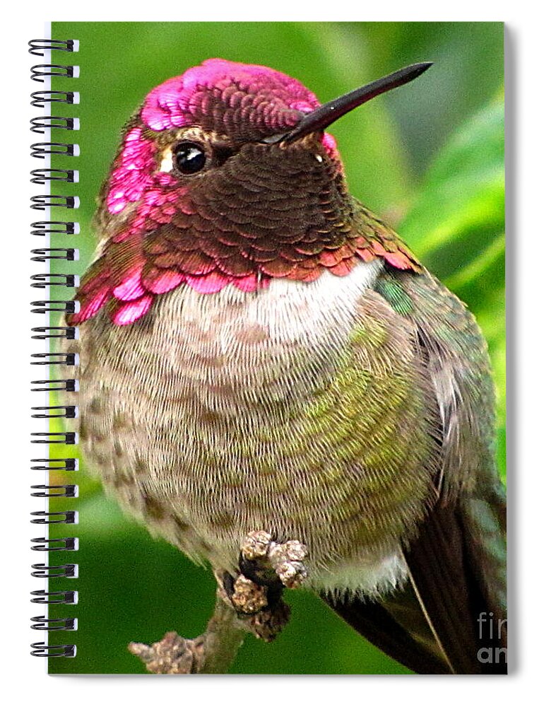 Anna's Hummingbird Spiral Notebook featuring the photograph Posing For You by Marilyn Smith