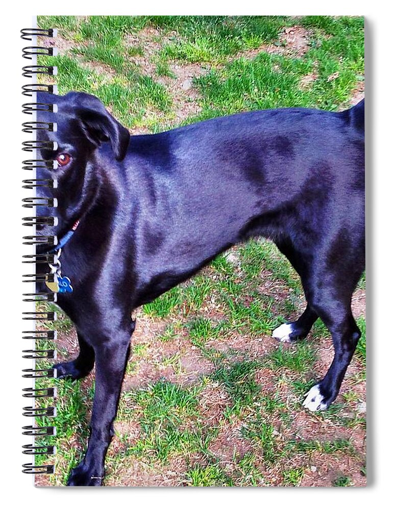 Dog Spiral Notebook featuring the photograph Posing Take The Picture Please by Judy Palkimas