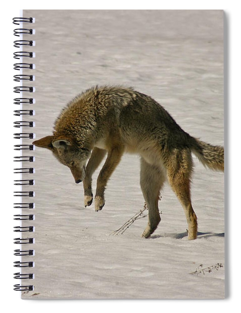 Pouncing Spiral Notebook featuring the photograph Pouncing Coyote by Mitch Shindelbower