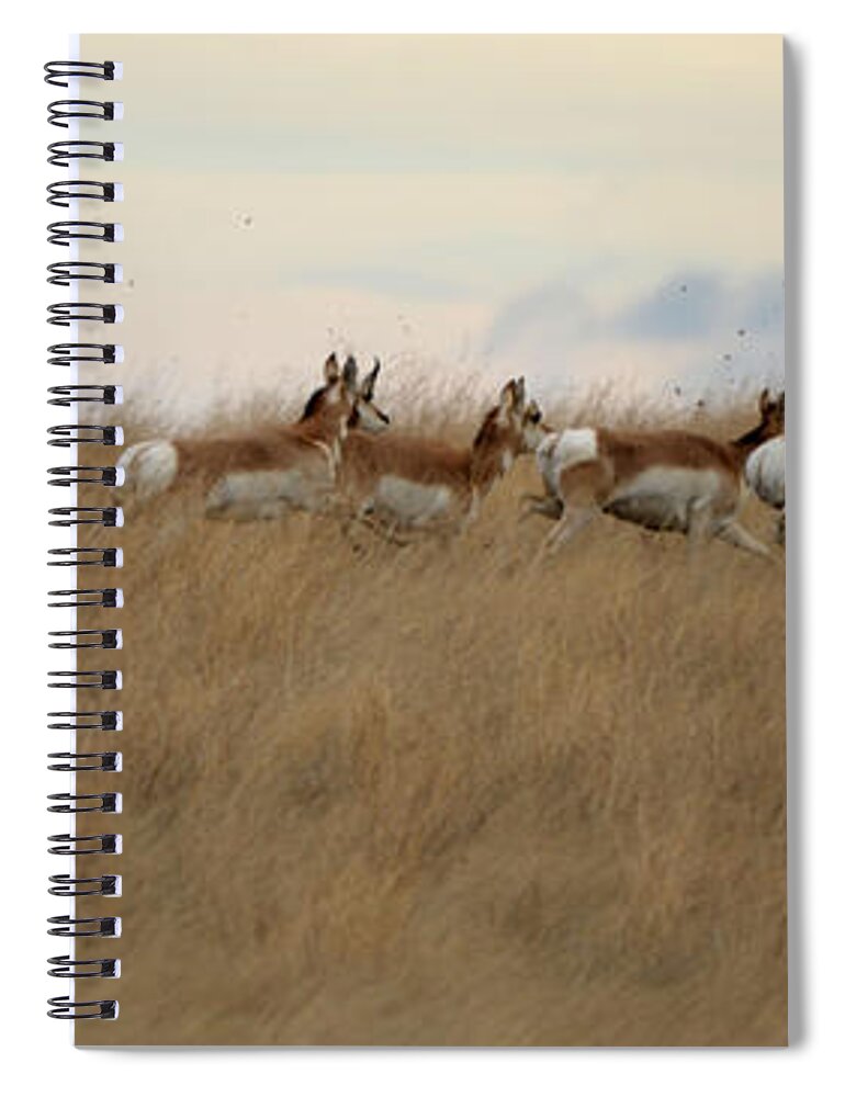 Pronghorn Spiral Notebook featuring the photograph Prairie Pronghorns by Whispering Peaks Photography