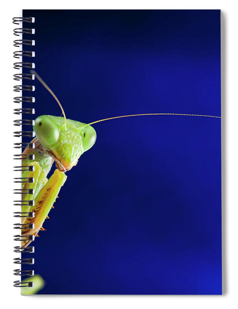 Insect Spiral Notebook featuring the photograph Praying Mantis Portrait by Imv