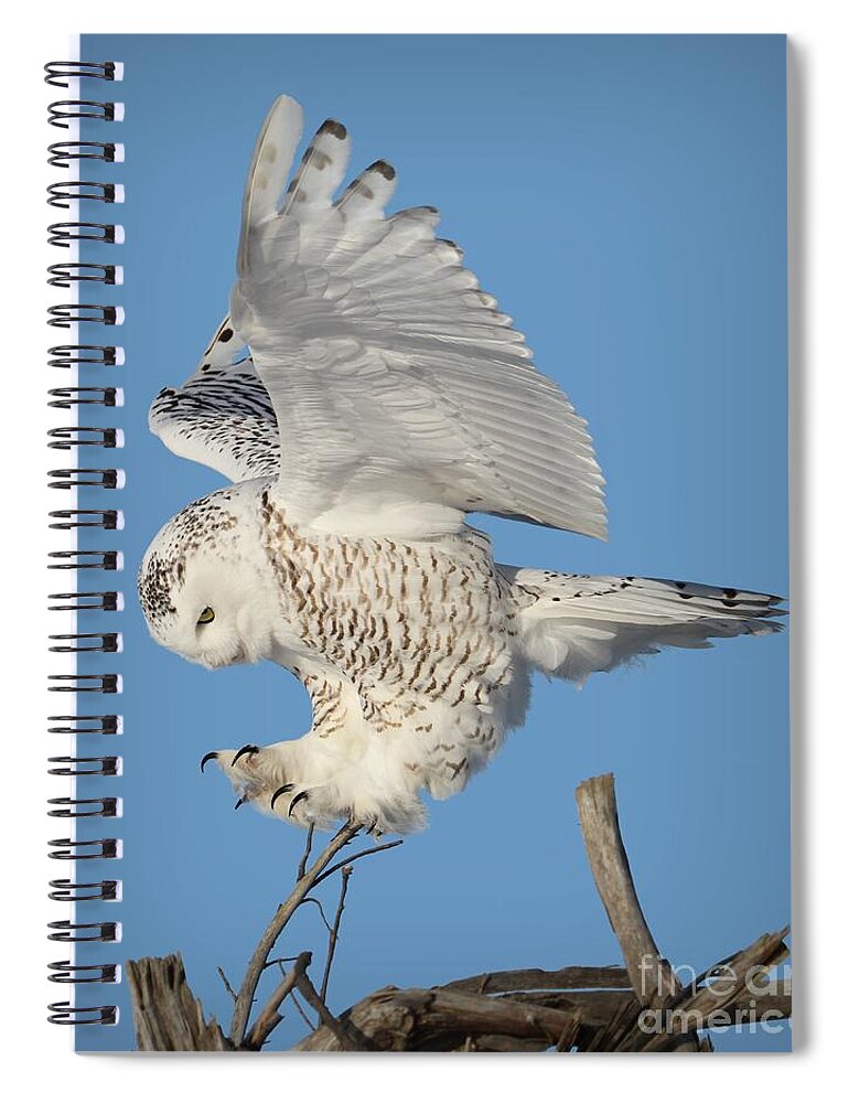 Snowy Owls Spiral Notebook featuring the photograph Precision by Heather King