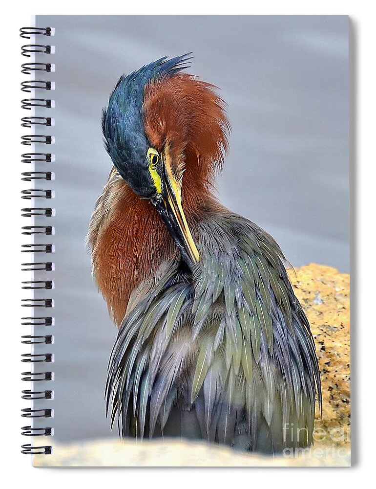Heron Spiral Notebook featuring the photograph Preening Green Heron by Kathy Baccari