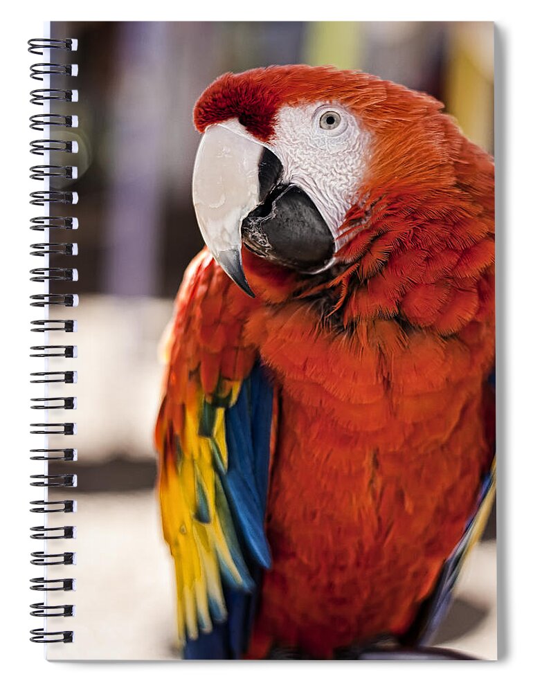 Macaw Spiral Notebook featuring the photograph Pretty Bird 2 by Scott Wood
