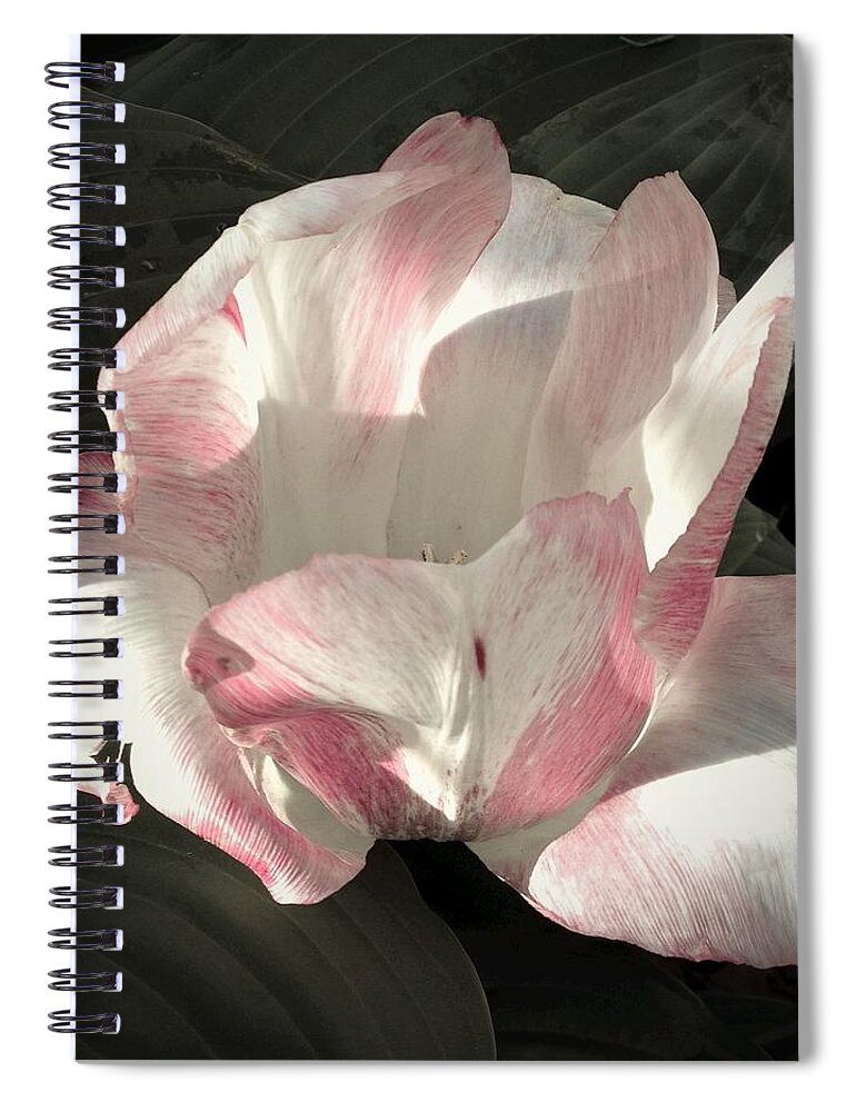 Tulip Spiral Notebook featuring the photograph Pretty in Pink by Photographic Arts And Design Studio