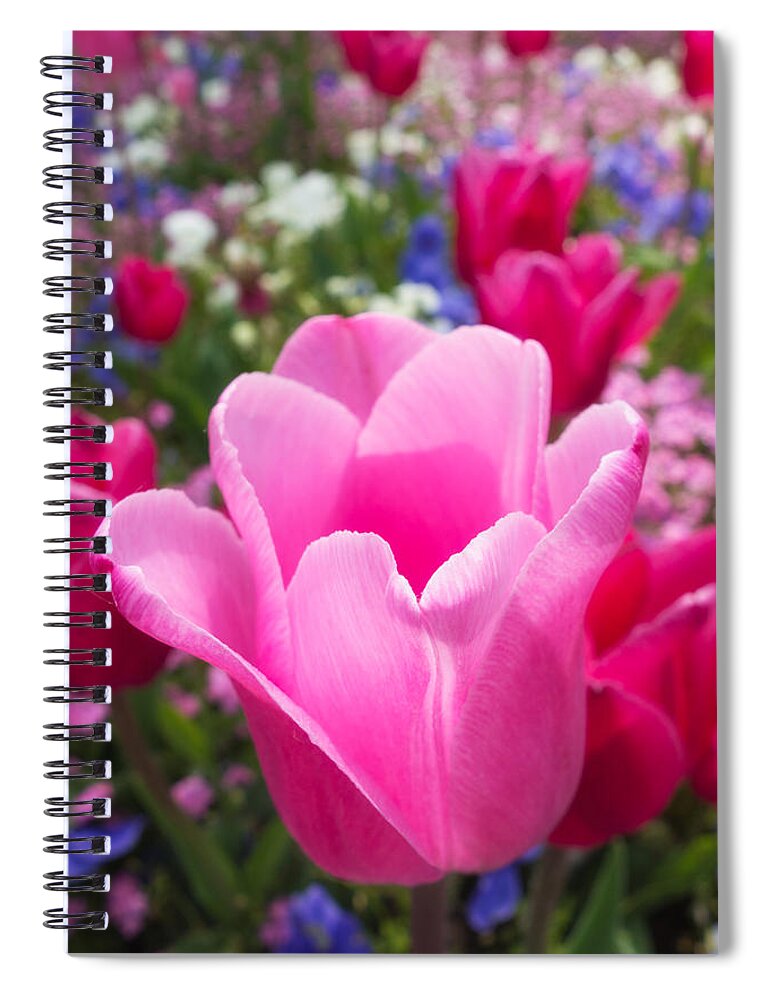 Tulip Spiral Notebook featuring the photograph Pretty pink tulip and field with flowers and tulips by Matthias Hauser