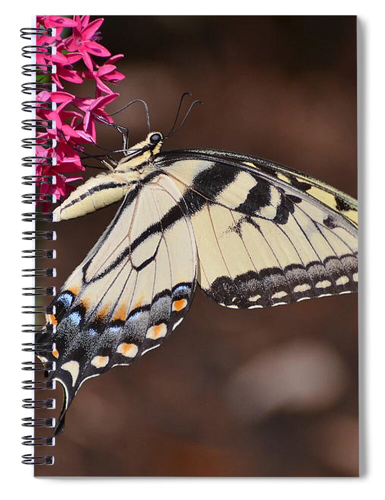 Butterfly Spiral Notebook featuring the photograph Pretty Swallowtail On Pentas by Kathy Baccari