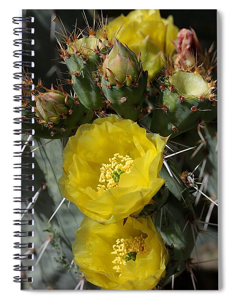 Prickly Pear Spiral Notebook featuring the photograph Prickly Pear Blossoms and Buds by Joe Kozlowski