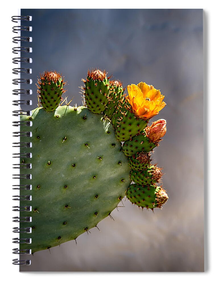 Cactus Spiral Notebook featuring the photograph Prickly Pear Cactus Flower by John Haldane