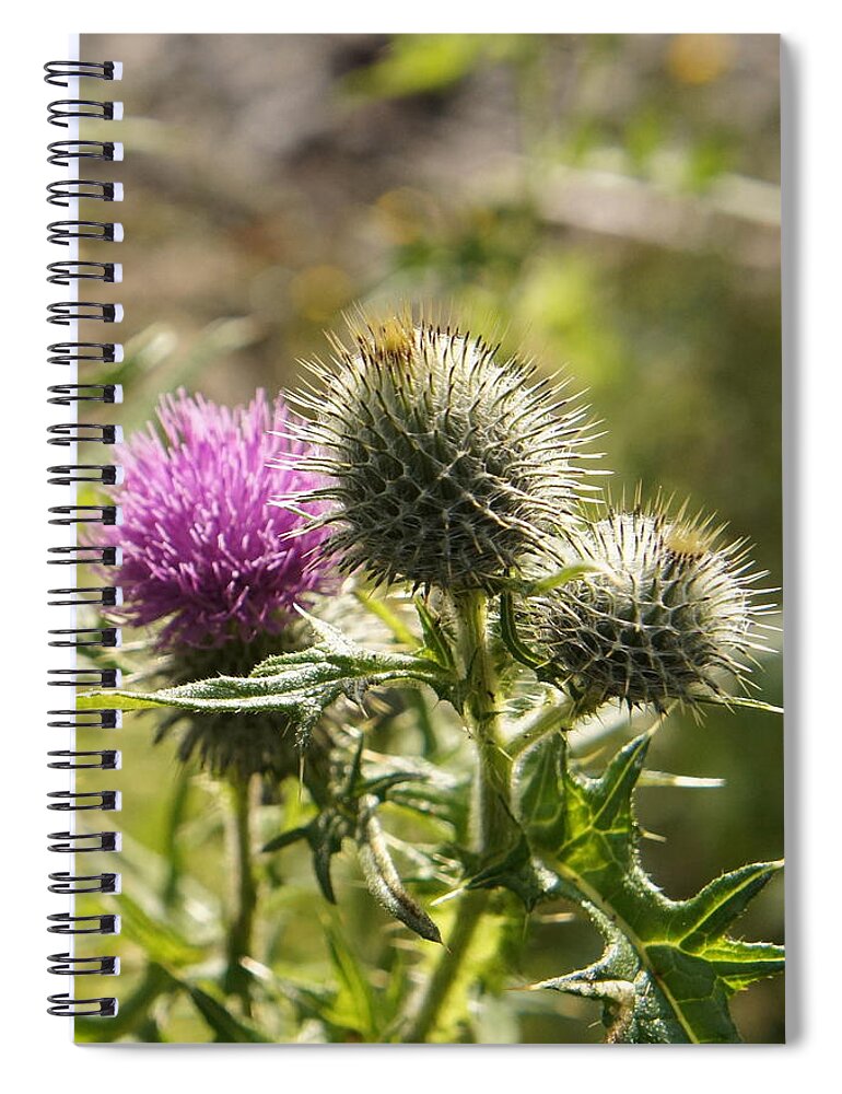 Thistle Spiral Notebook featuring the photograph Prickly youth by Elena Perelman