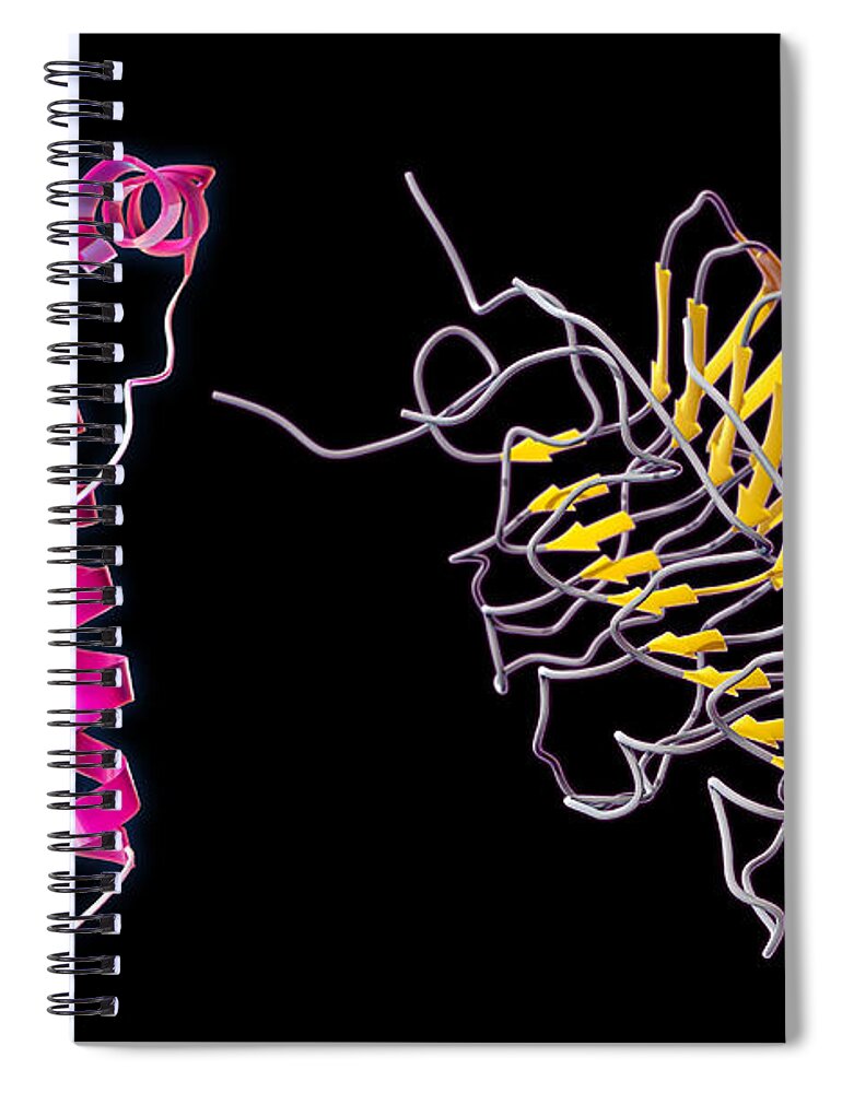 Bovine Spongiform Encephalopathy Spiral Notebook featuring the photograph Prion Isoforms by Evan Oto