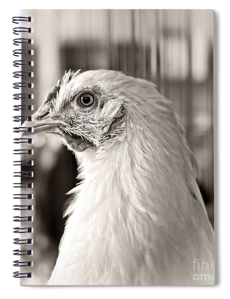 Chicken Spiral Notebook featuring the photograph Prize Winning Hen by Edward Fielding