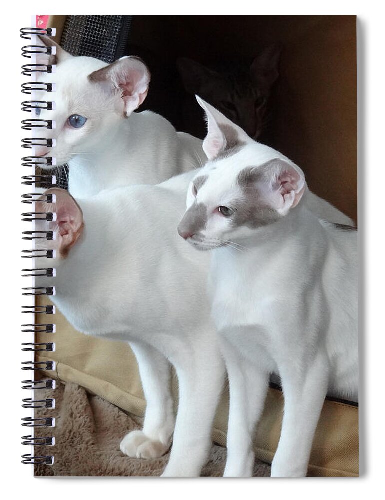 Cats Spiral Notebook featuring the photograph Prize Winning Triplets by Laurel Best